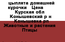 цыплята домашней курочки › Цена ­ 45 - Курская обл., Конышевский р-н, Конышевка рп Животные и растения » Птицы   